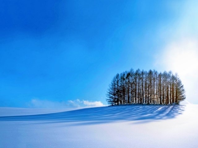 Тень от деревьев падает на ровный белый снег под голубым небом