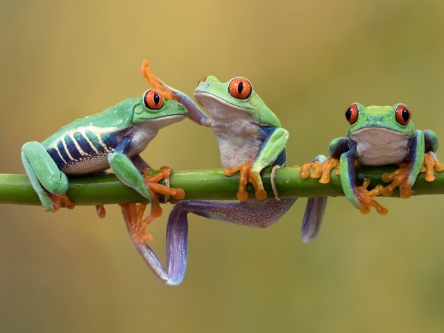 Three red-eyed tree frogs on a branch