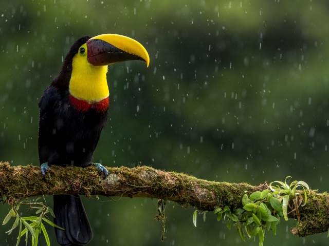 Птица тукан сидит на ветке под дождем