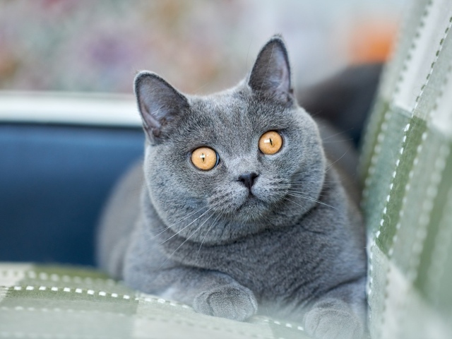 Beautiful British cat with yellow eyes lying on the sofa.
