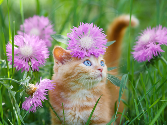 Beautiful blue-eyed kitten sits in the grass with pink flowers
