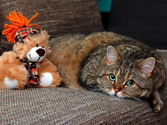 Большой серый кот лежит на диване с игрушкой