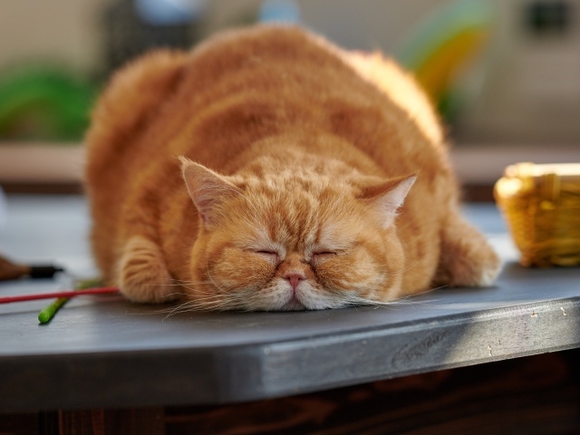 Большой породистый рыжий кот лежит на столе