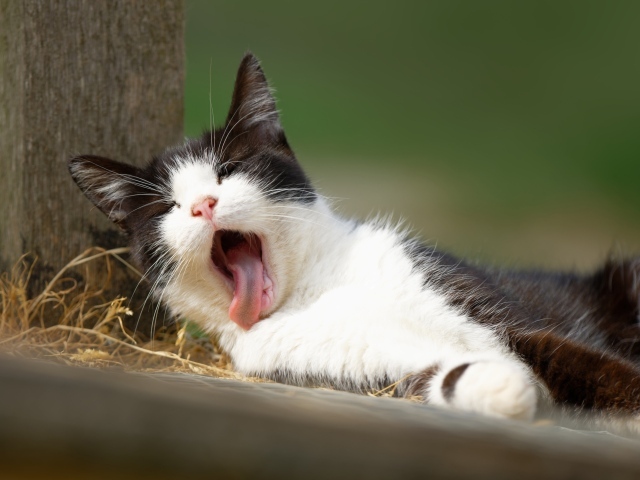 Черно белый кот зевает с высунутым языком