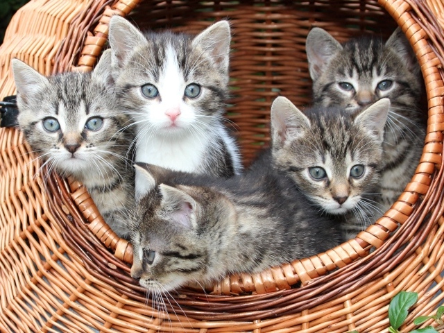 Милые серые котята сидят в плетеной корзине