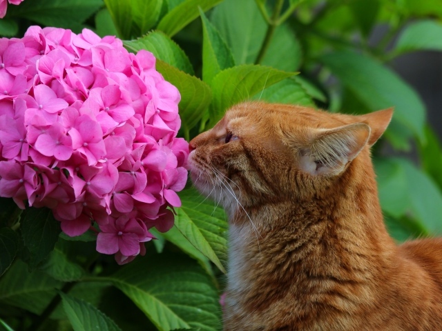 Ginger cat sniffs pink hydrangea flower
