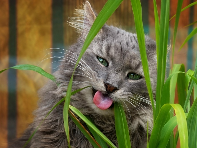 Серый зеленоглазый кот ест траву