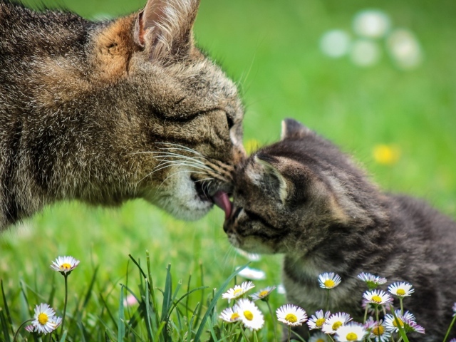 Мама кошка умывает серого котенка на зеленой траве