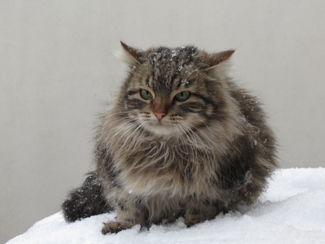 Terrible gray cat sitting in the snow