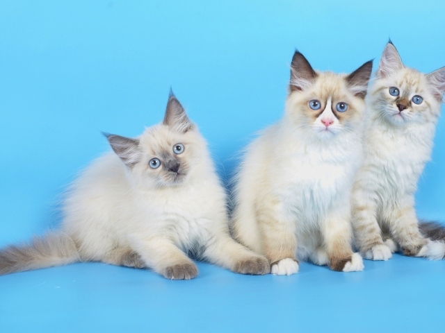 Three purebred kittens on a blue background