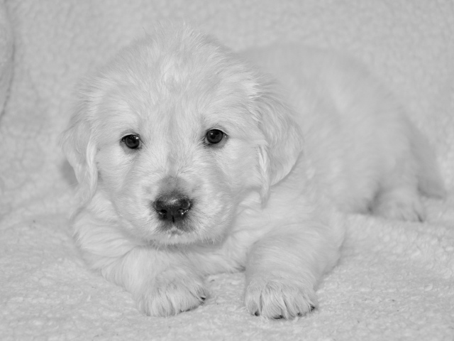 Маленький щенок золотистого ретривера черно белое фото 