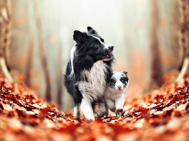 Собака бордер колли с щенком идут по желтым листьям
