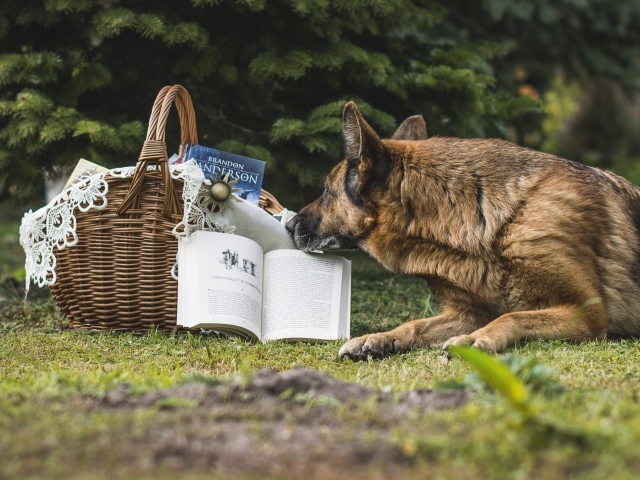 Немецкая овчарка лежит на зеленой траве с книгой 