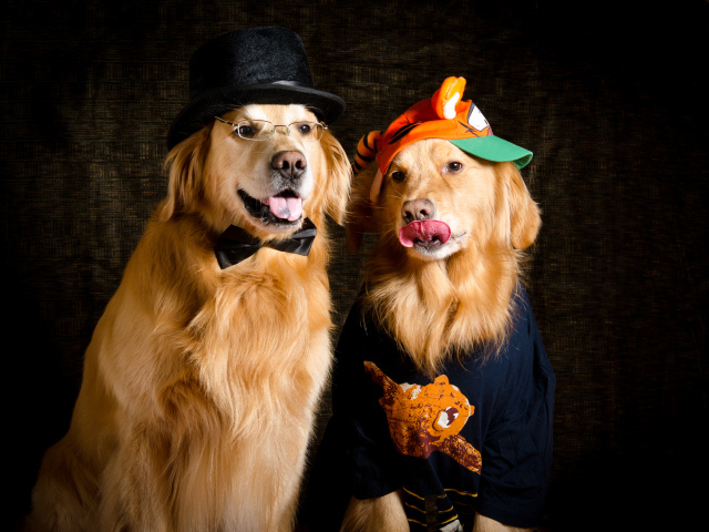 Two fashionable golden retrievers in suits