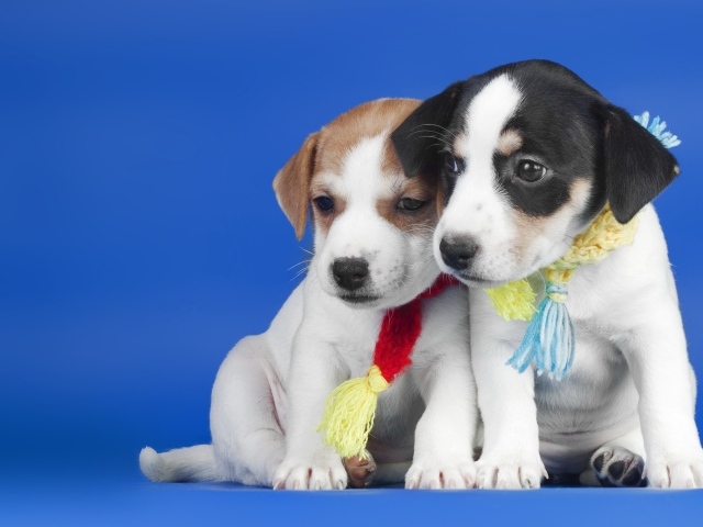 Два маленьких милых щенка на синем фоне
