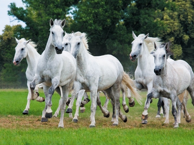 Herd of white horses galloping through the grass