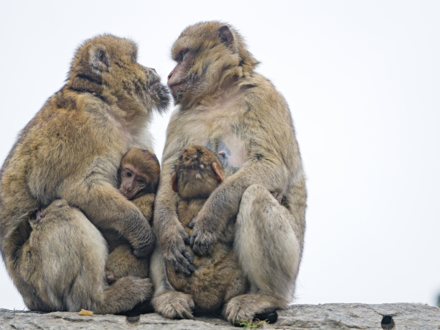 Two monkeys with cubs