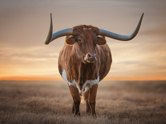 Beautiful bull with big horns