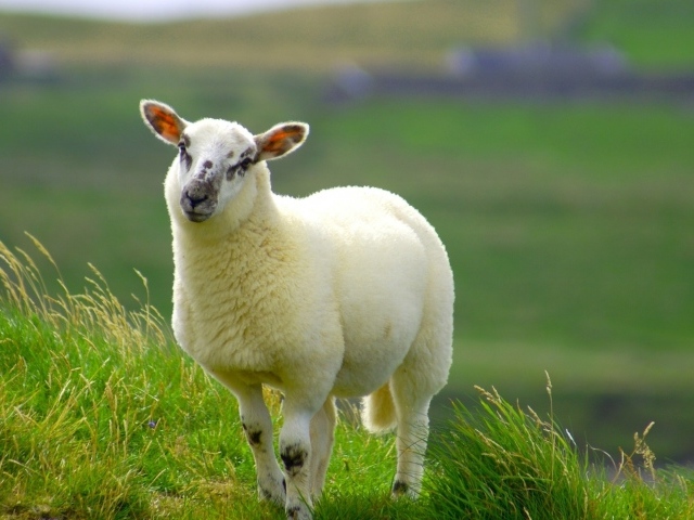 Пушистая белая овца на зеленой траве