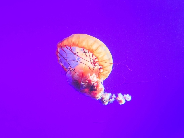 Розовая медуза под водой на фиолетовом фоне