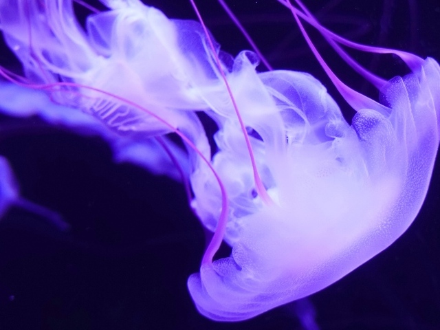 Purple jellyfish underwater