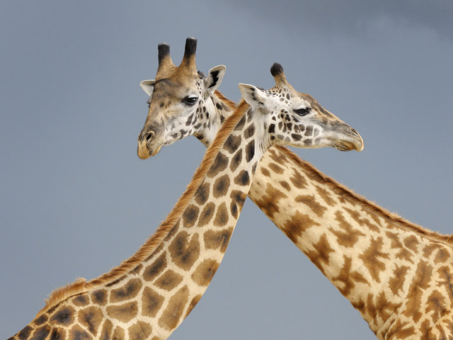 Два жирафа на сером фоне