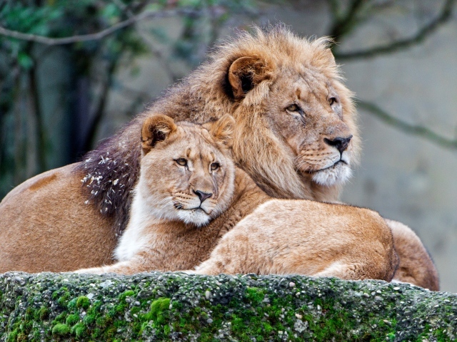Лев и львица лежат на покрытом мхом камне