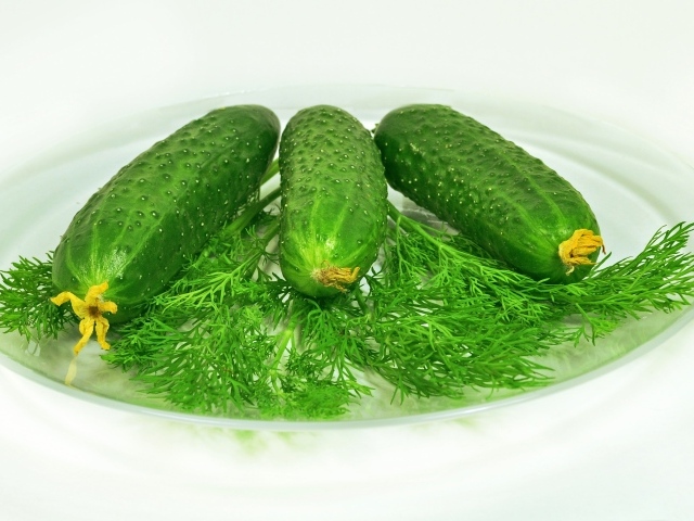 Зеленые огурцы лежат на белой тарелке с укропом 