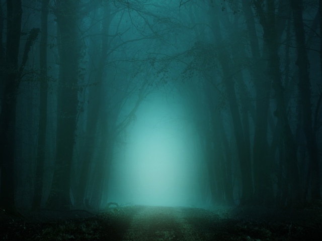 Холодный темный туманный лес 