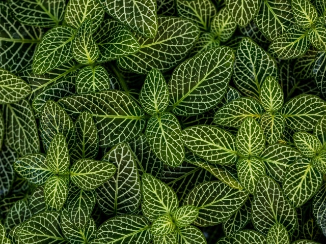 Много зеленых листьев растения с белыми полосками