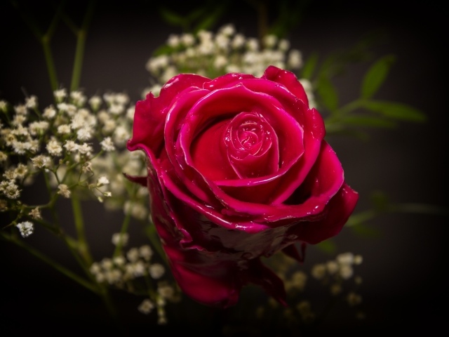 Красивая мокрая красная роза с белыми цветами
