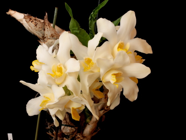 Красивые белые орхидеи с желтой серединкой на черном фоне