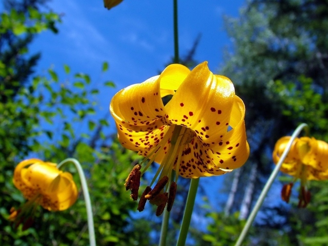 Желтая тигровая лилия в саду 