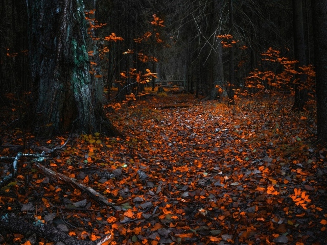 Желтые опавшие листья в холодном осеннем лесу