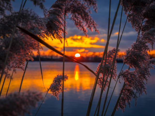 Reed by the water at sunset