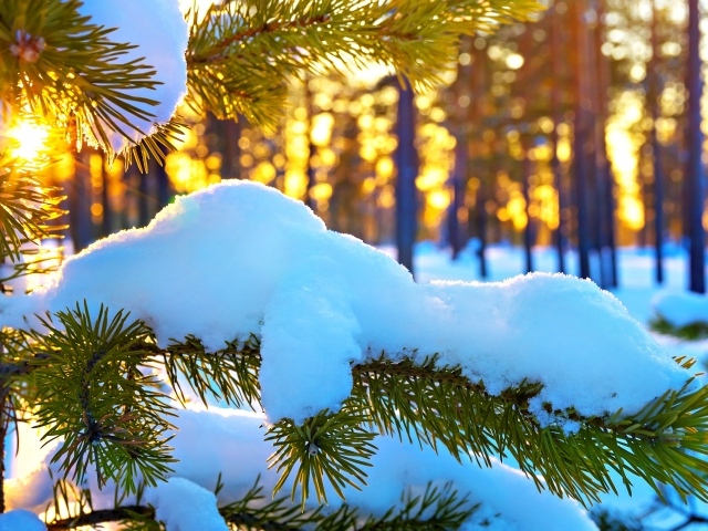 Белый снег лежит на еловой ветке под ярким зимним солнцем