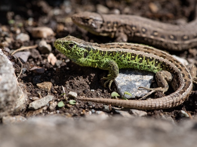 Two lizards on the ground
