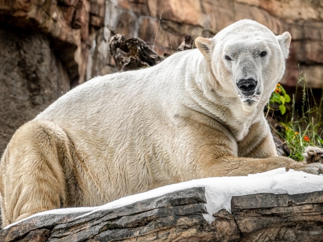 Грозный белый медведь лежит на камне в зоопарке 