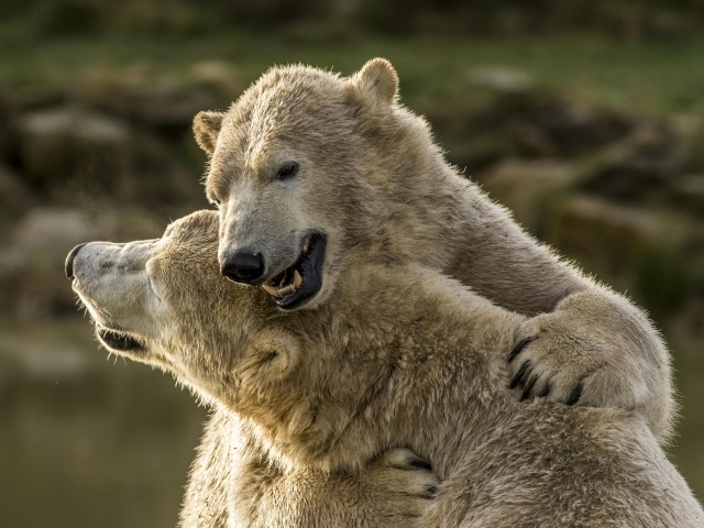 Two big polar bears cuddling