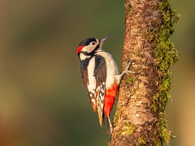 A large woodpecker sits on a moss-covered tree