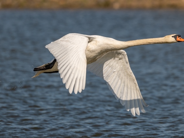 Красивый белый лебедь летит над озером
