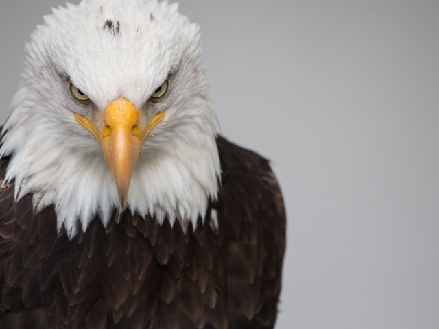 White eagle head with a sharp beak on a gray background