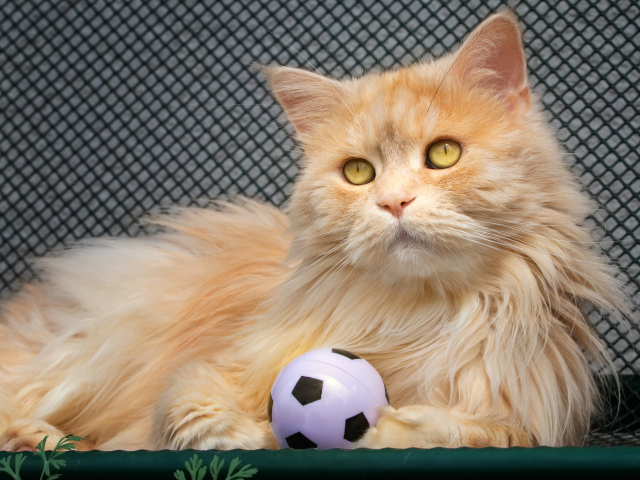 Большой рыжий кот играет с мячиком