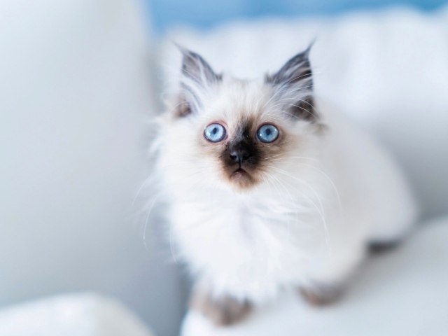Blue-eyed thoroughbred fluffy kitten