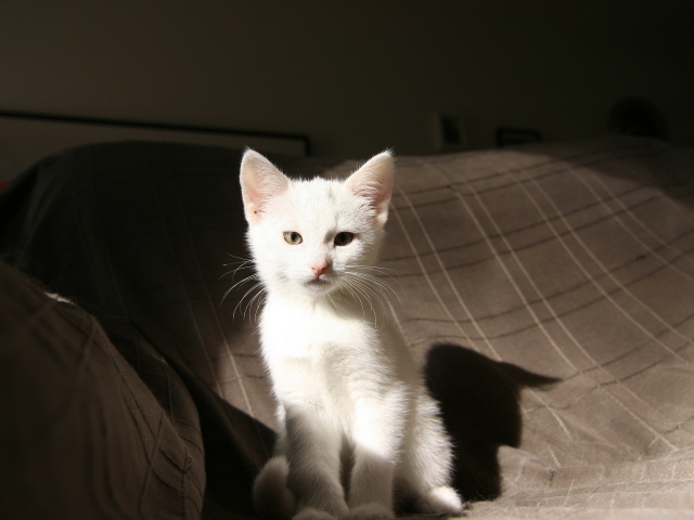 Маленький  белый котенок лежит на кровати 