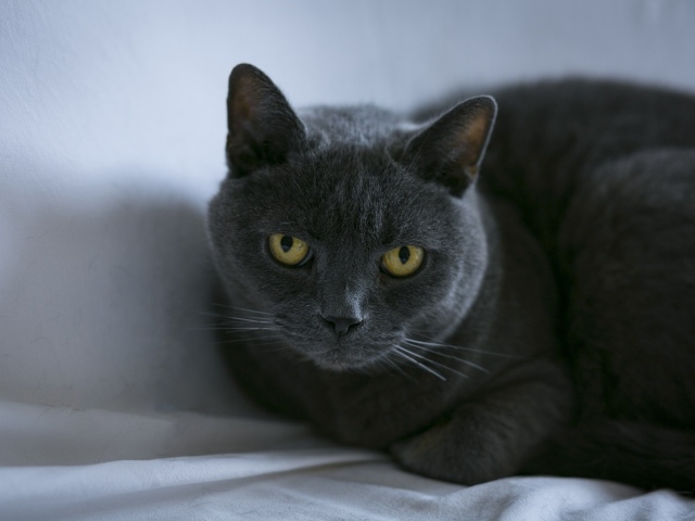 Purebred British cat lies on a gray bedspread