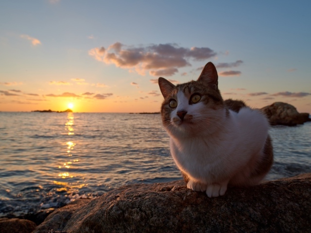 Red cat sits on a stone by the sea at sunset