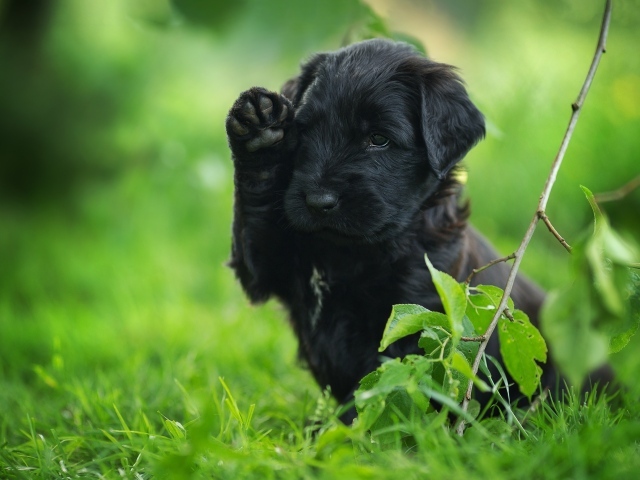 Little black puppy with a raised paw sits in the green grass