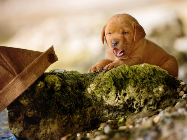 Little funny labrador puppy on a stone