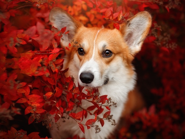 Рыжая собака вельш корги в красных листьях 